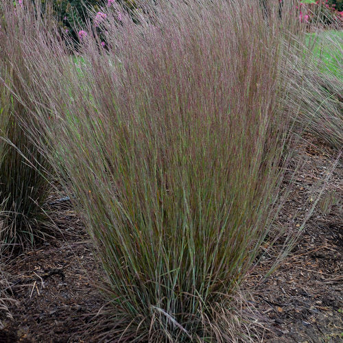 Prairie Winds® 'Blue Paradise' Little Bluestem | Proven Winners® - Image 3