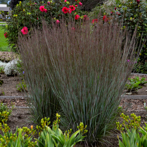 Prairie Winds® 'Blue Paradise' Little Bluestem | Proven Winners® - Image 4
