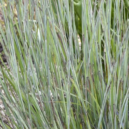 Prairie Winds® 'Brush Strokes' Little Bluestem | Proven Winners®