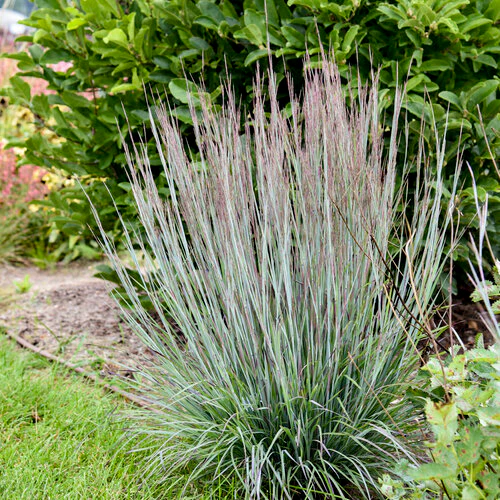 Prairie Winds® 'Brush Strokes' Little Bluestem | Proven Winners® - Image 2