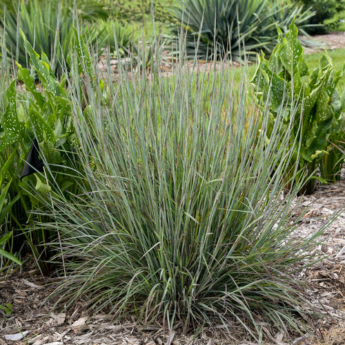 Prairie Winds® 'Brush Strokes' Little Bluestem | Proven Winners® - Image 3