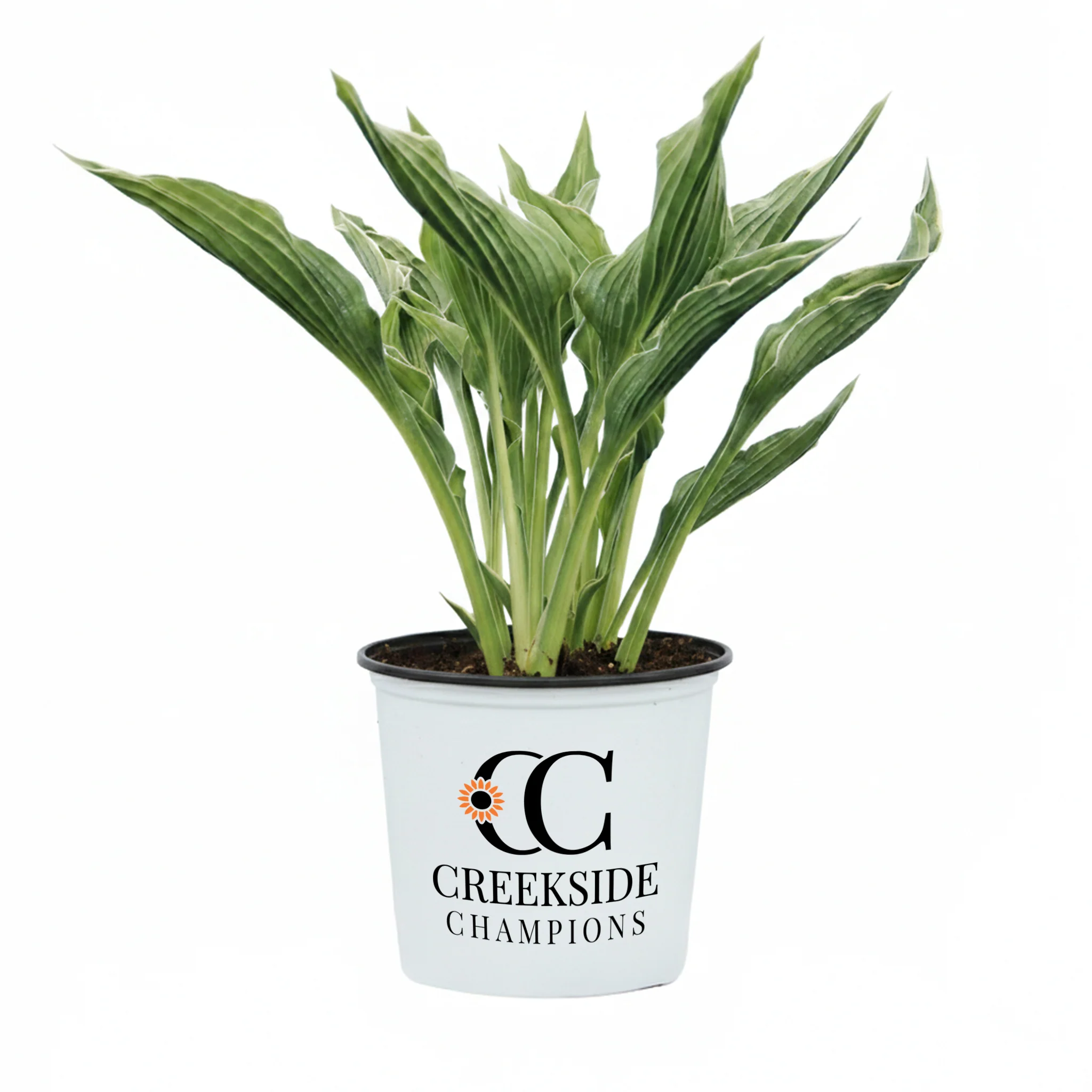 Praying Hands' Hosta | Creekside Champions™