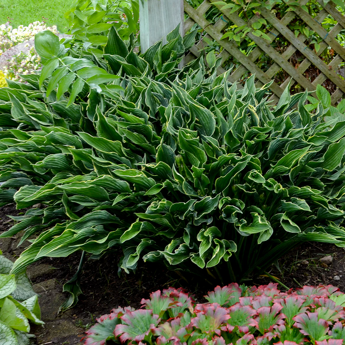 Praying Hands' Hosta | Creekside Champions™ - Image 2