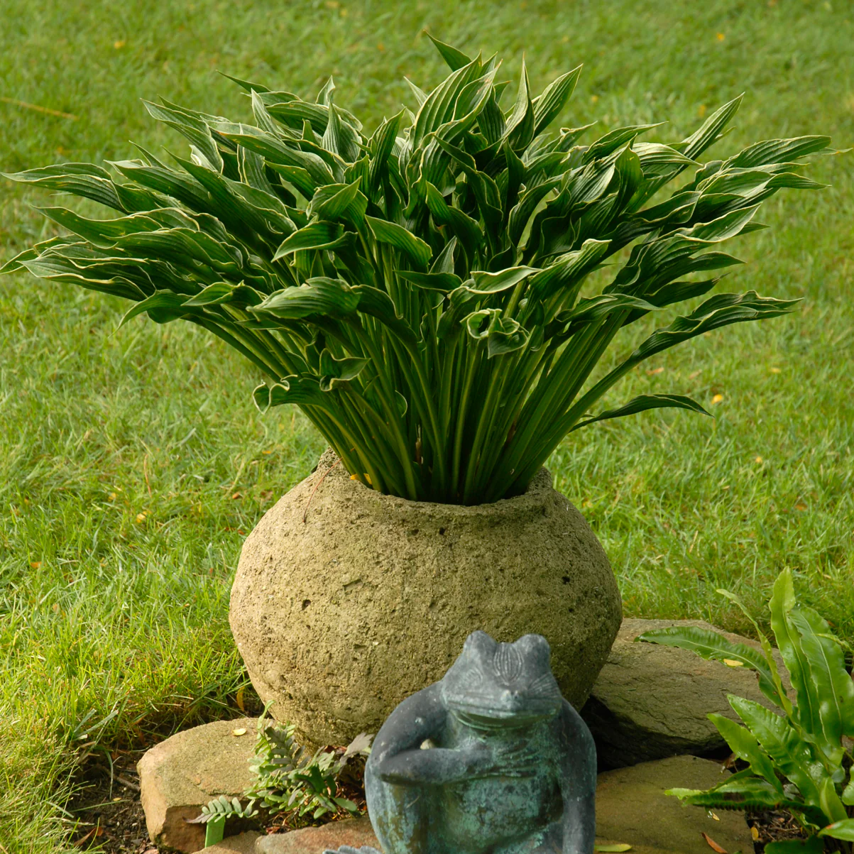 Praying Hands' Hosta | Creekside Champions™ - Image 3