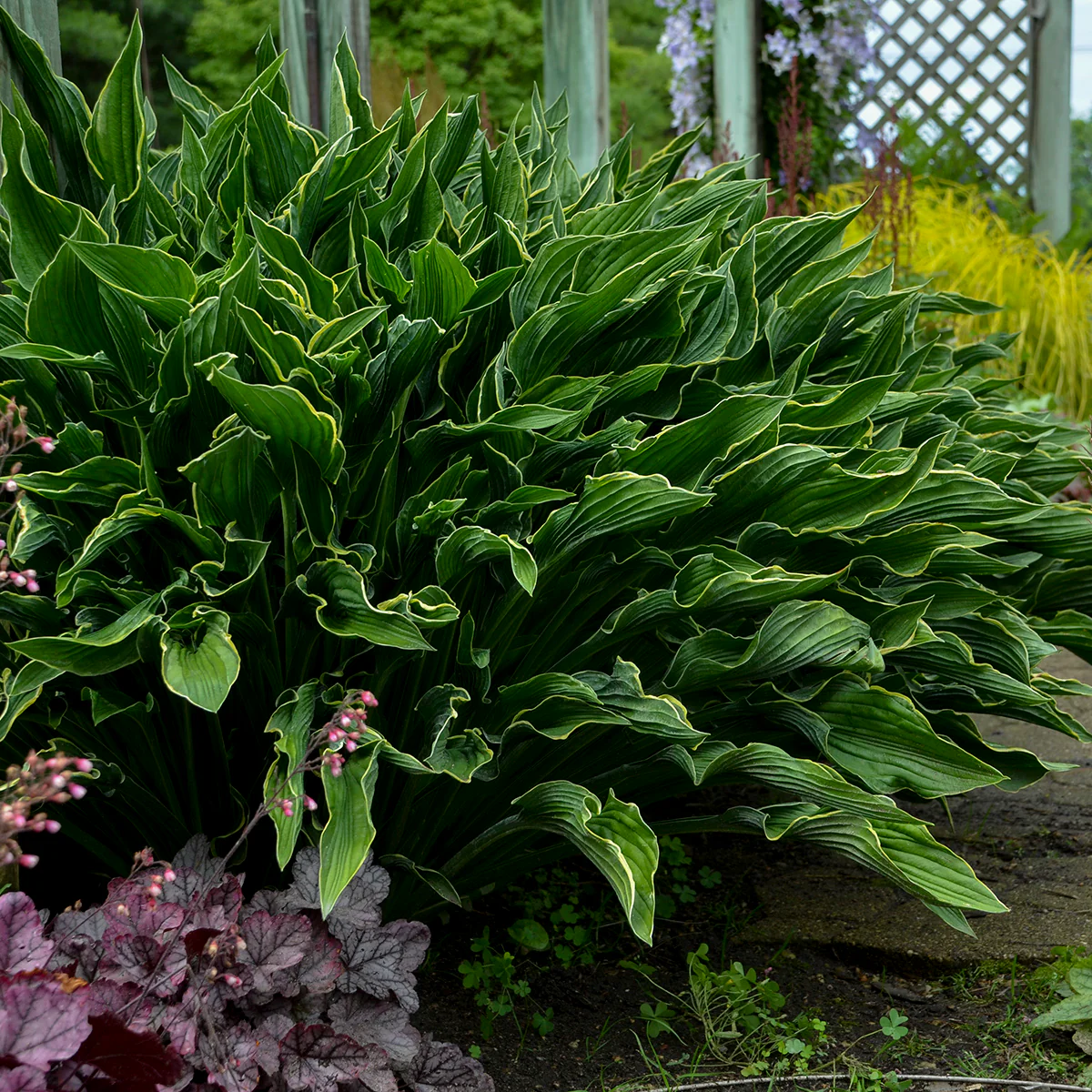 Praying Hands' Hosta | Creekside Champions™ - Image 4