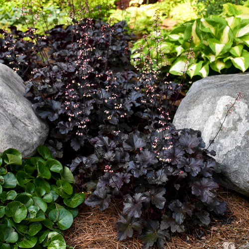 Primo® 'Black Pearl' Heuchera | Proven Winners - Image 2