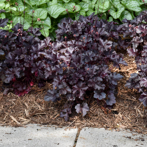 Primo® 'Black Pearl' Heuchera | Proven Winners - Image 3
