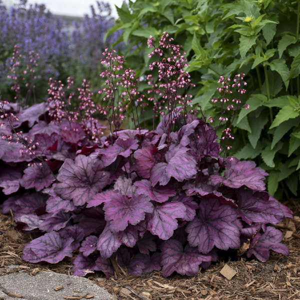 Primo® 'Wild Rose' Heuchera | Proven Winners