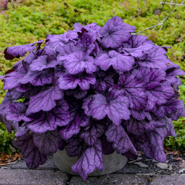 Primo® 'Wild Rose' Heuchera | Proven Winners - Image 2