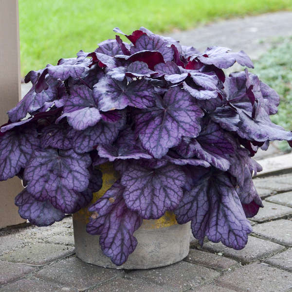 Primo® 'Wild Rose' Heuchera | Proven Winners - Image 3