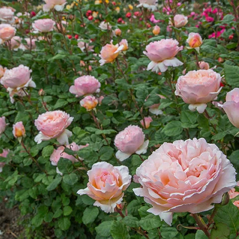Princesse Charlene de Monaco® Rose | Star® Roses - Image 3