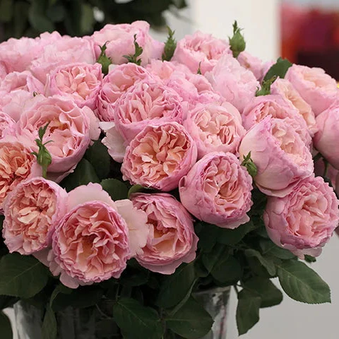 Princesse Charlene de Monaco® Rose | Star® Roses - Image 4