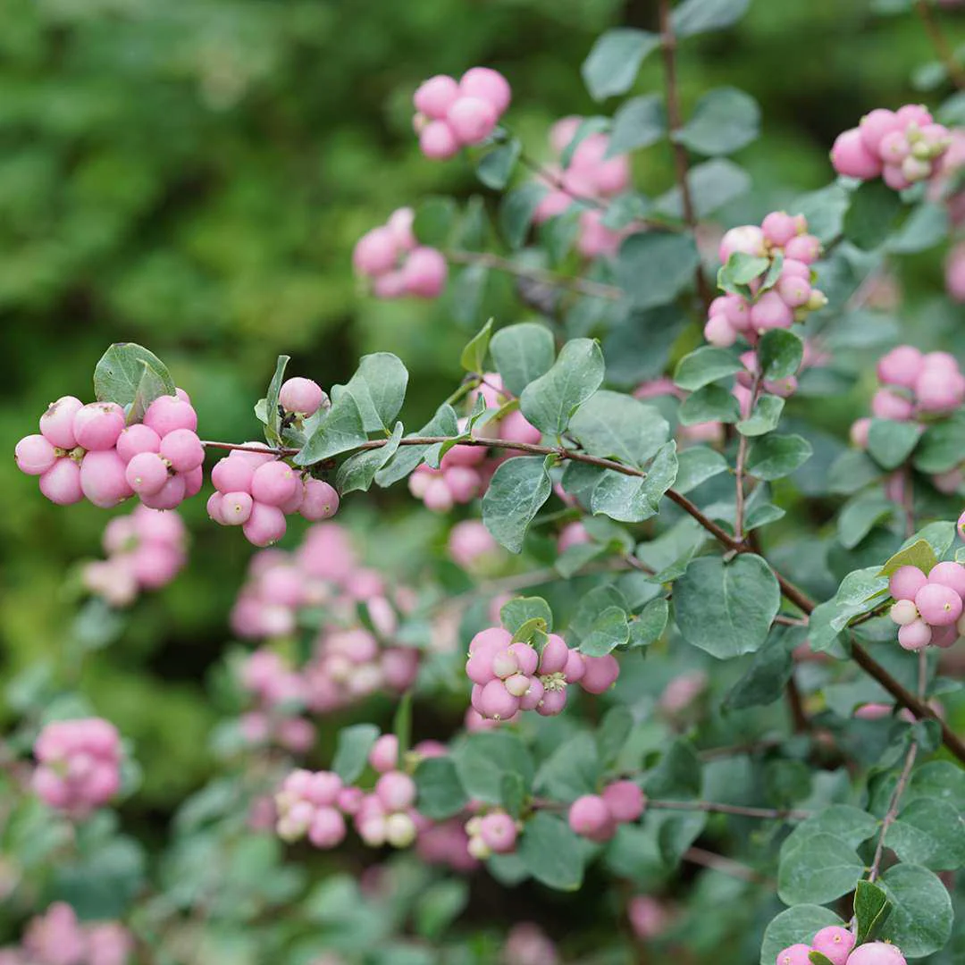 PROUD BERRY® Pink Coral Berry