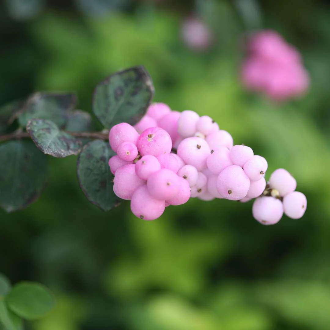 PROUD BERRY® Pink Coral Berry - Image 2
