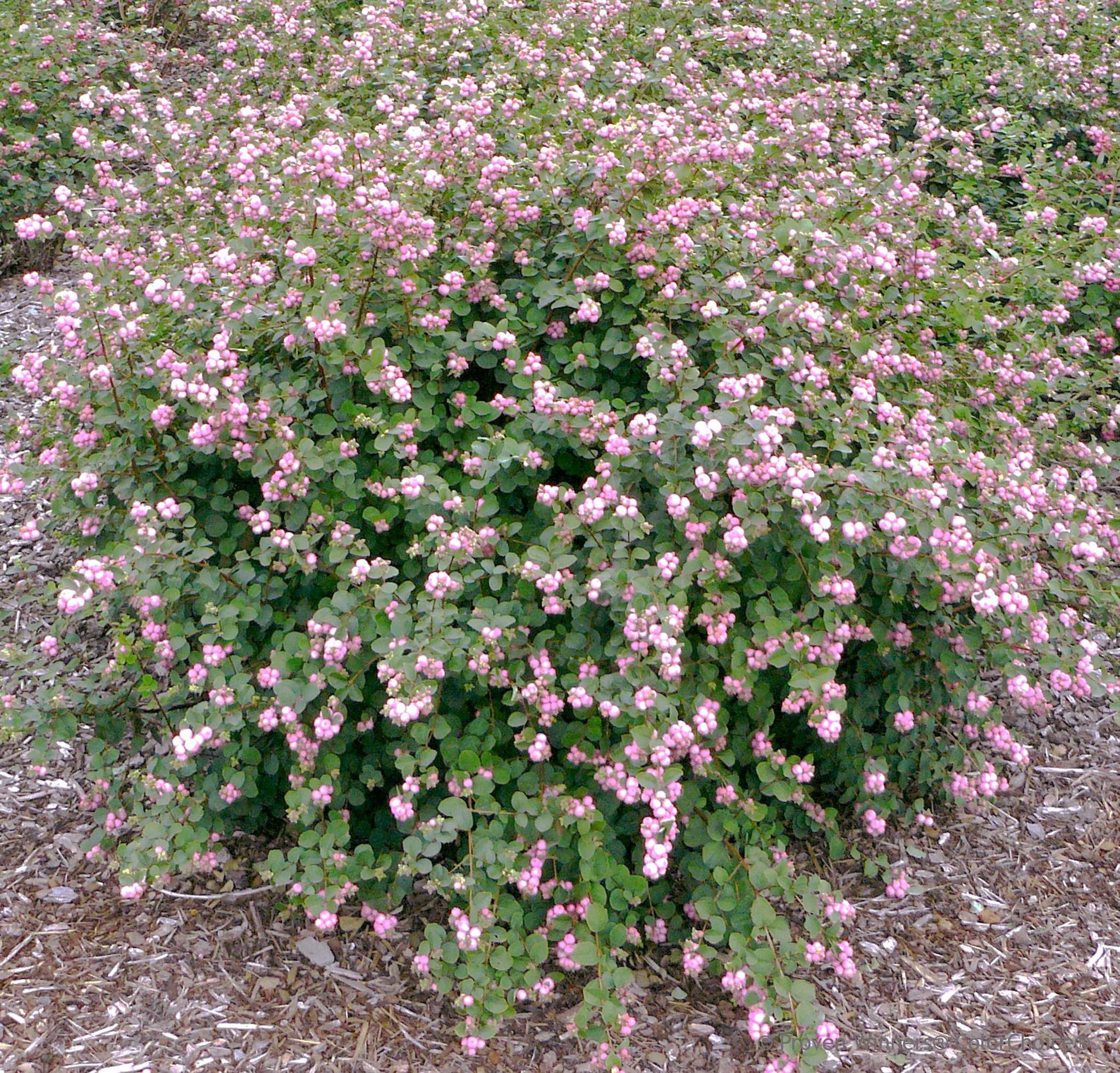 PROUD BERRY® Pink Coral Berry - Image 3