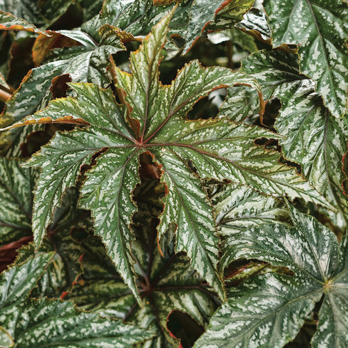 Proven Accents® Pegasus® Begonia | Proven Winners - Image 2