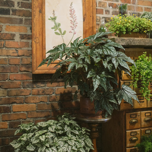 Proven Accents® Pegasus® Begonia | Proven Winners - Image 3