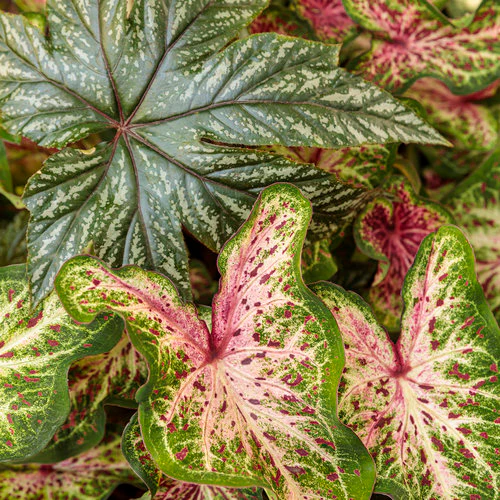 Proven Accents® Pegasus® Begonia | Proven Winners - Image 4