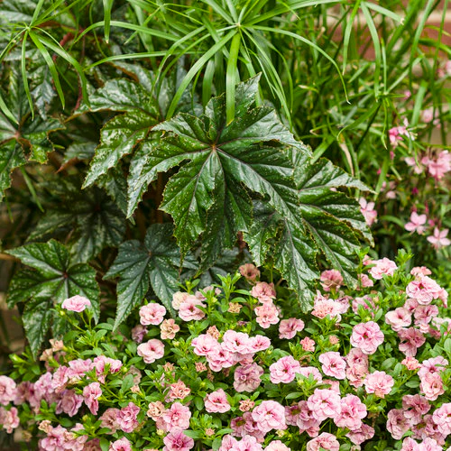 Proven Accents® Pegasus® Begonia | Proven Winners - Image 5