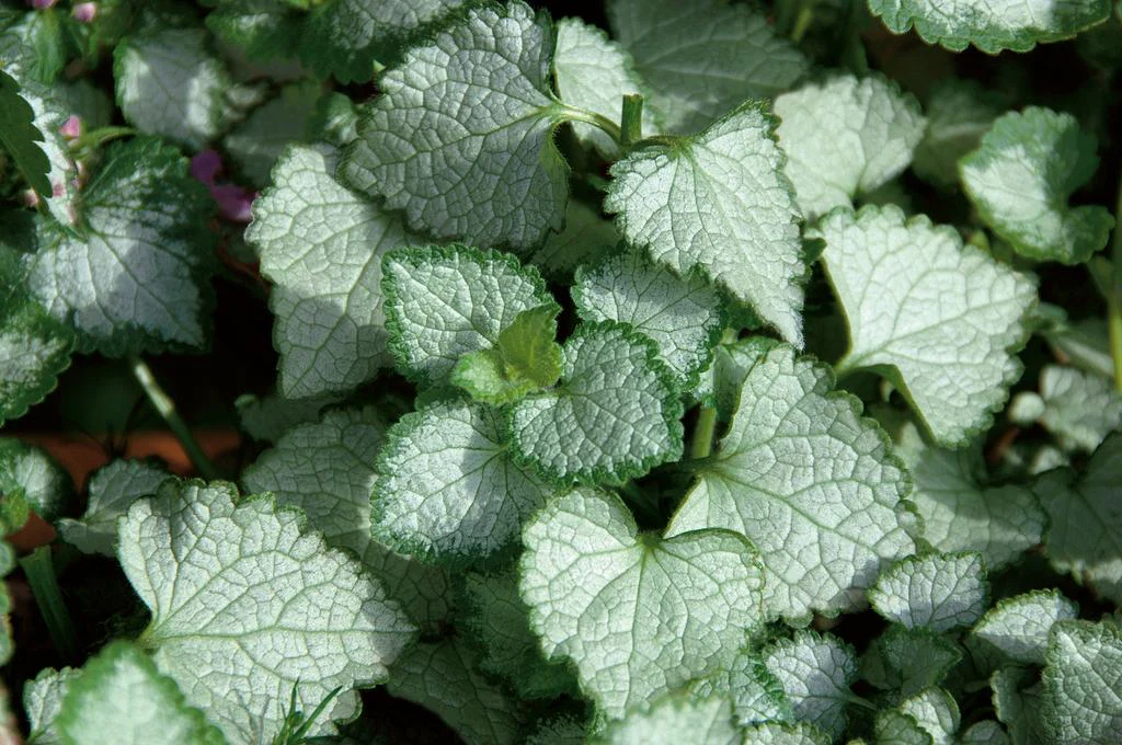 Pink Chablis® Lamium | Proven Winners® - Image 2