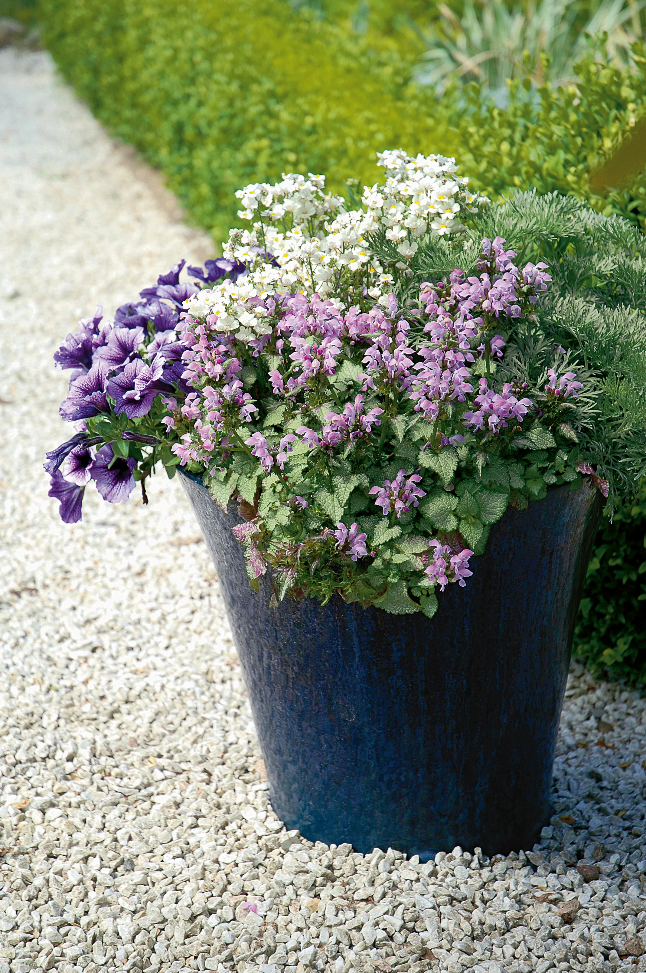 Pink Chablis® Lamium | Proven Winners® - Image 3