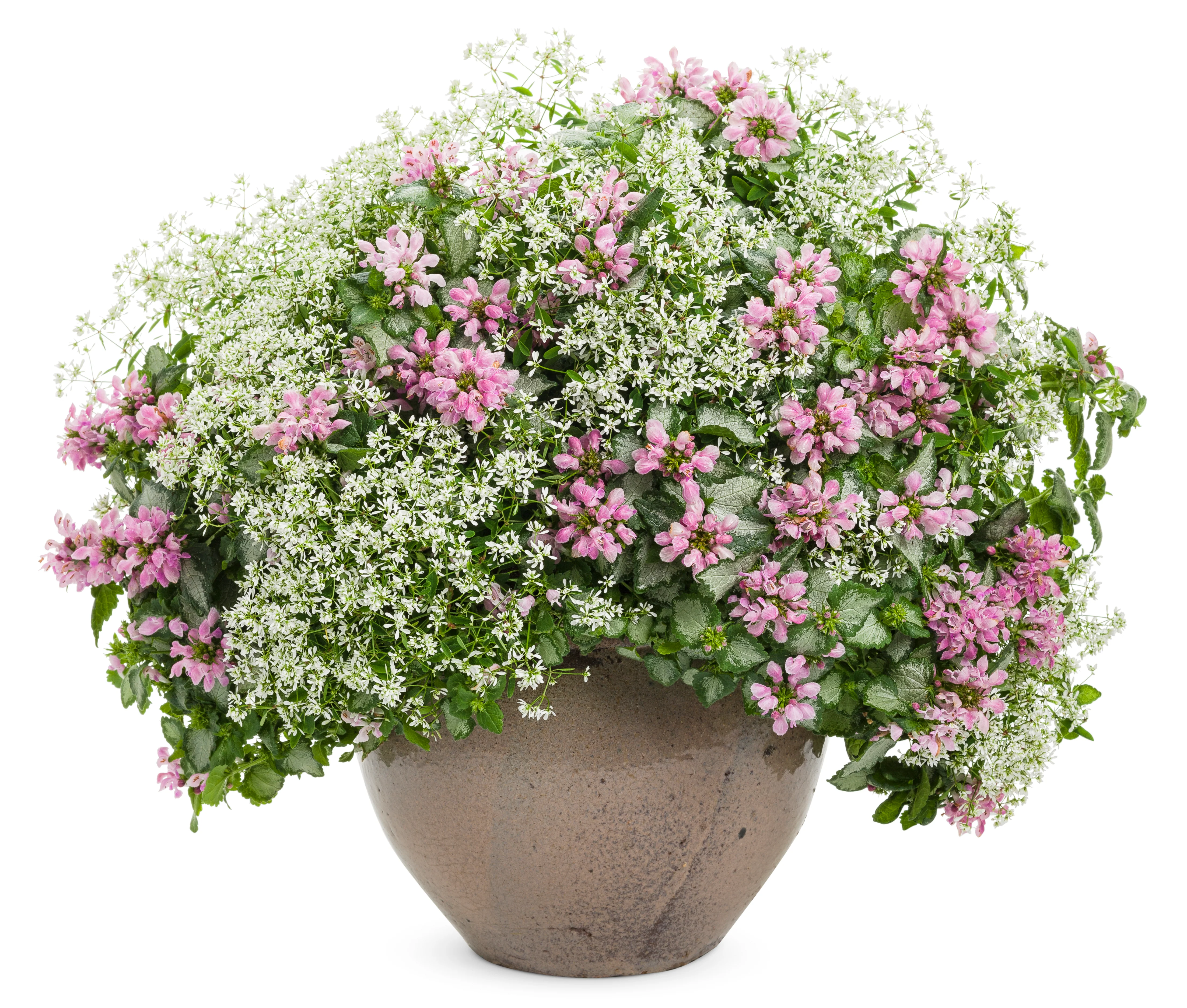 Pink Chablis® Lamium | Proven Winners® - Image 4