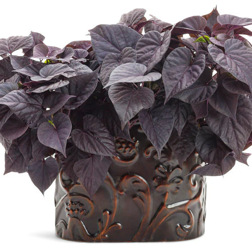 Proven Accents® Sweet Caroline Jet Black™ Sweet Potato Vine | Proven Winners® - Image 2