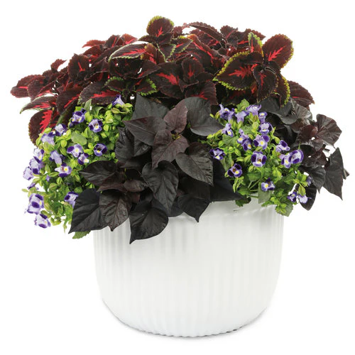 Proven Accents® Sweet Caroline Jet Black™ Sweet Potato Vine | Proven Winners® - Image 3