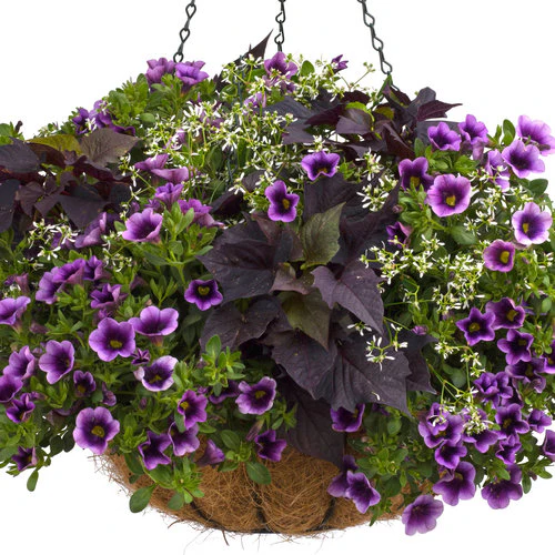 Proven Accents® Sweet Caroline Bewitched After Midnight™ Sweet Potato Vine | Proven Winners® - Image 2
