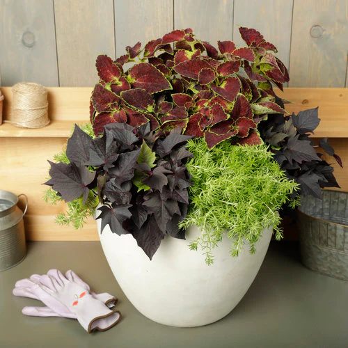 Proven Accents® Sweet Caroline Bewitched After Midnight™ Sweet Potato Vine | Proven Winners® - Image 3