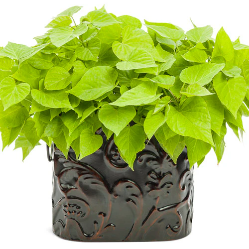 Sweet Caroline Sweetheart Lime Sweet Potato Vine | Proven Winners® - Image 2