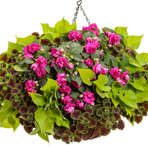 Sweet Caroline Sweetheart Lime Sweet Potato Vine | Proven Winners® - Image 3