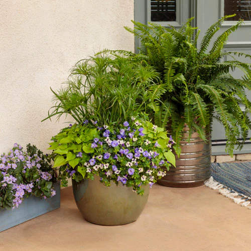 Sweet Caroline Sweetheart Lime Sweet Potato Vine | Proven Winners® - Image 4