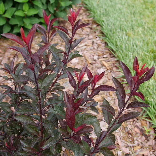 STAY CLASSY® purple leaf sand cherry | Proven Winners®