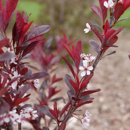 STAY CLASSY® purple leaf sand cherry | Proven Winners® - Image 2