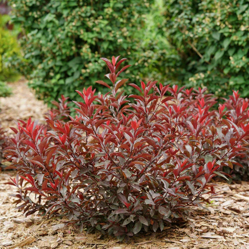 STAY CLASSY® purple leaf sand cherry | Proven Winners® - Image 3