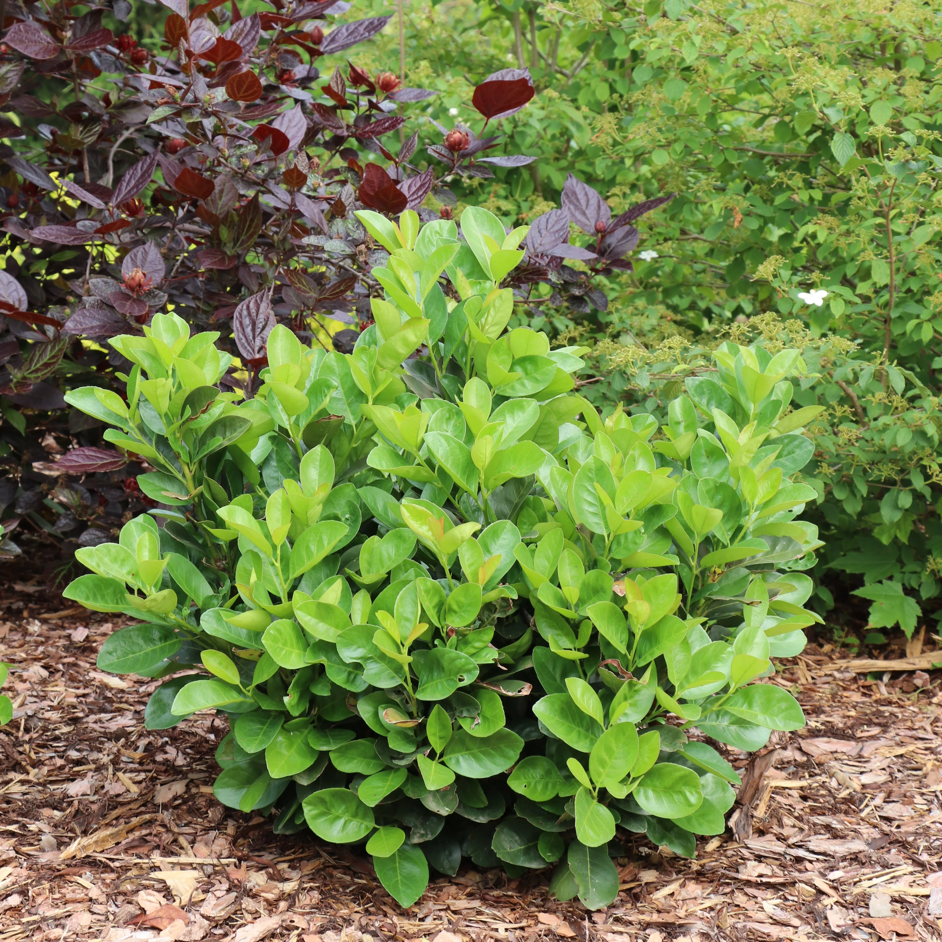 JADE TURTLE™ Cherry Laurel | Proven Winners®