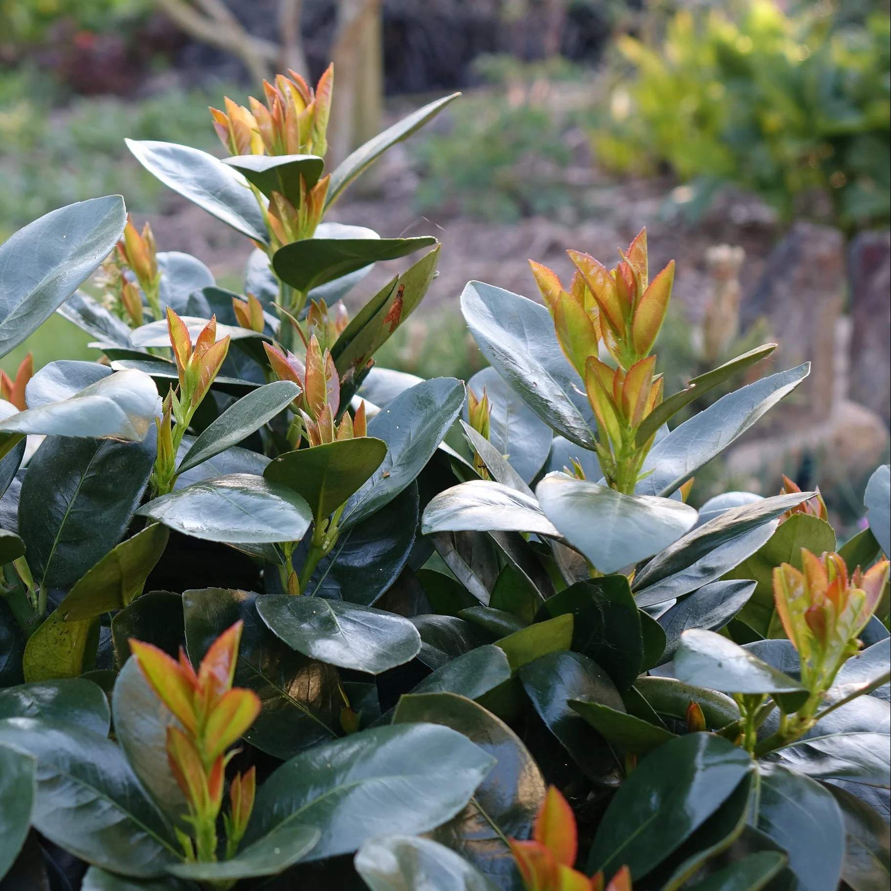 JADE TURTLE™ Cherry Laurel | Proven Winners® - Image 2