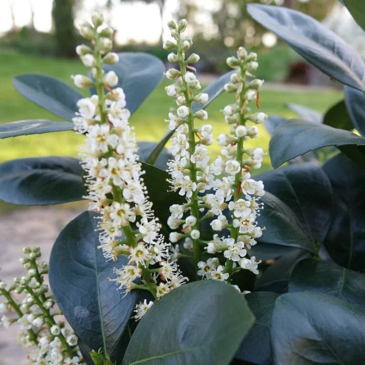 JADE TURTLE™ Cherry Laurel | Proven Winners® - Image 3