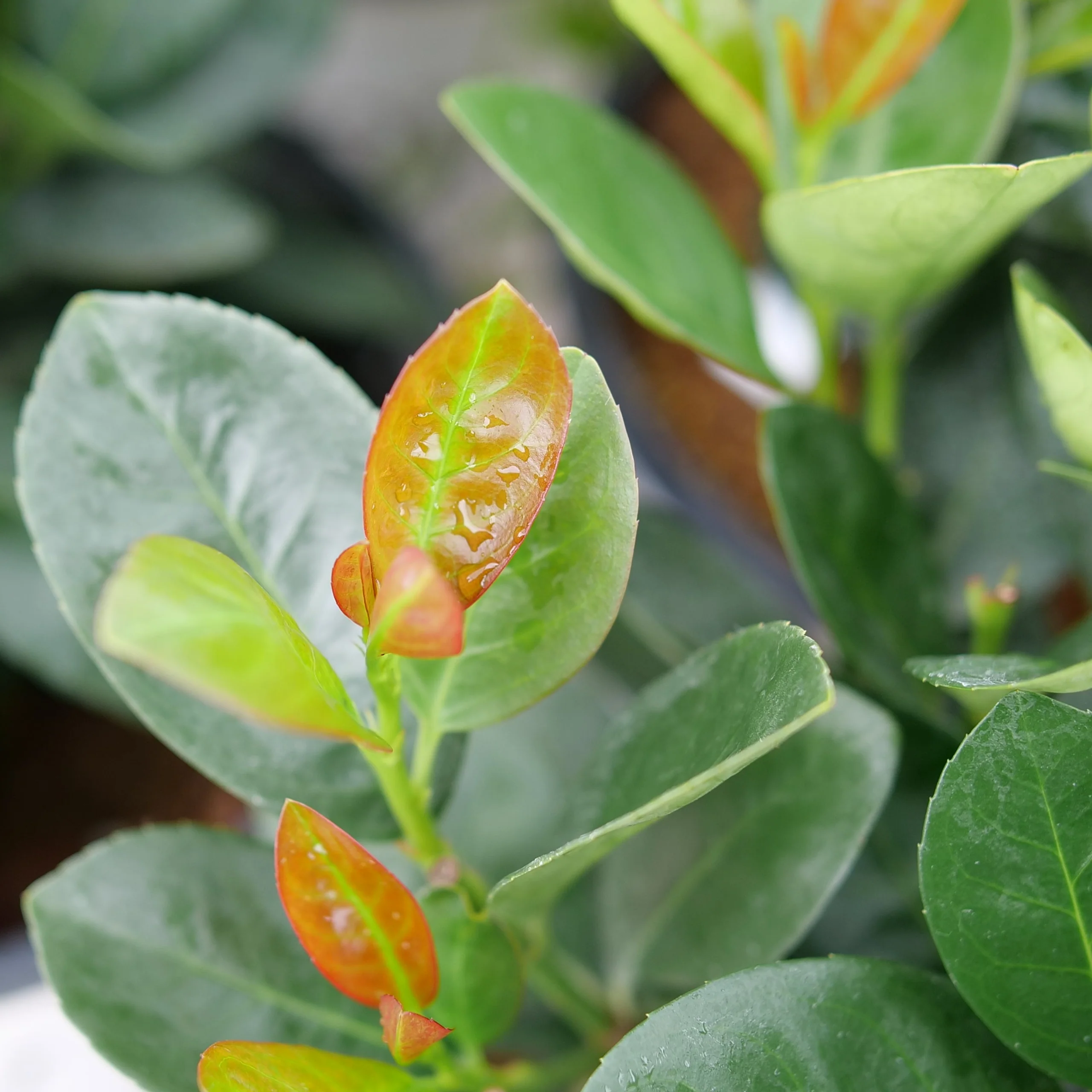 JADE TURTLE™ Cherry Laurel | Proven Winners® - Image 4
