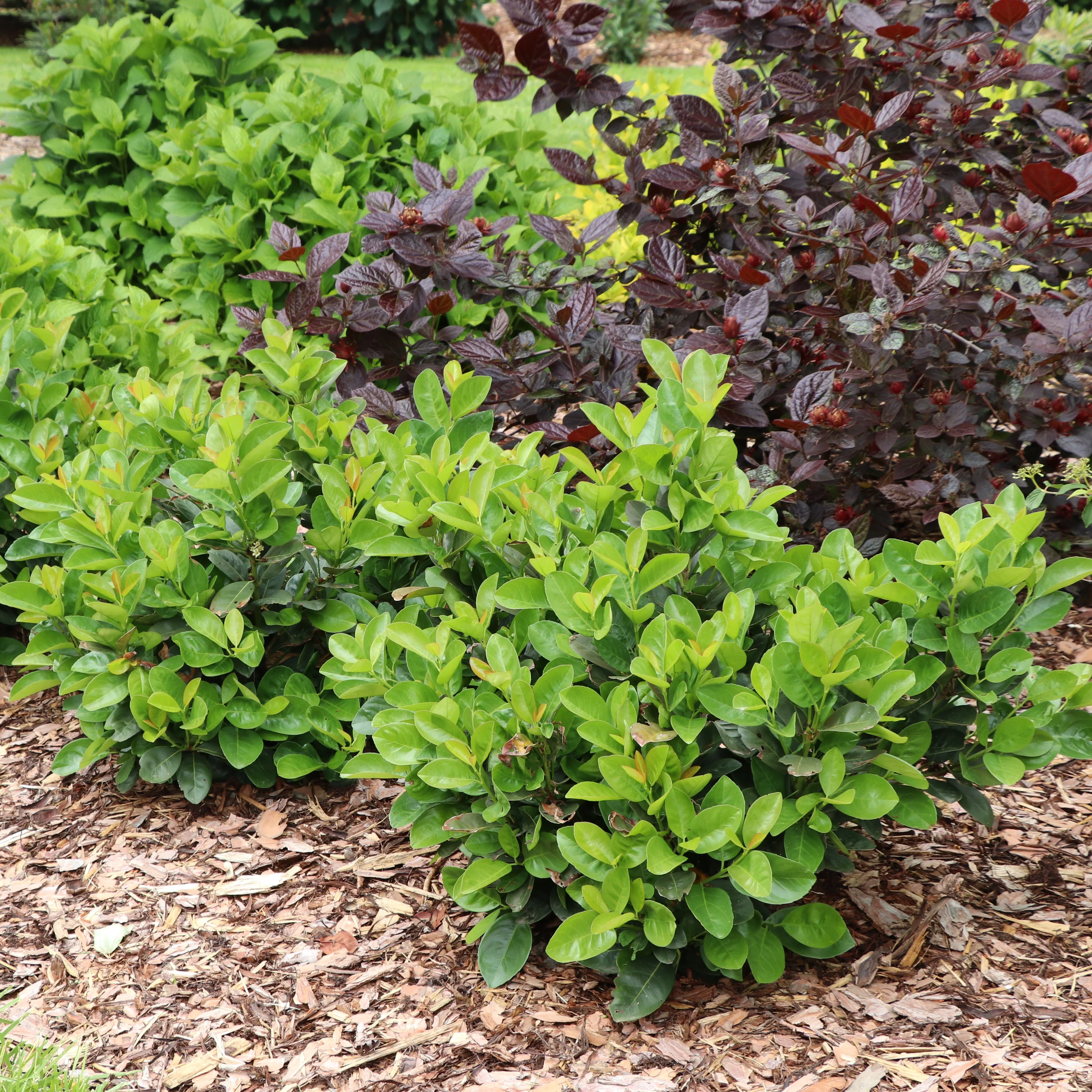 JADE TURTLE™ Cherry Laurel | Proven Winners® - Image 5