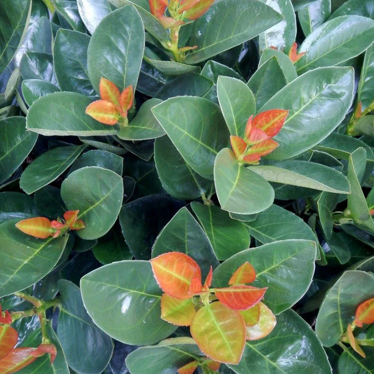 JADE TURTLE™ Cherry Laurel | Proven Winners® - Image 6