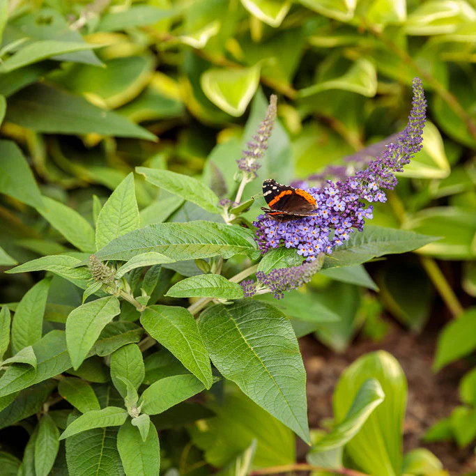 PUGSTER BLUE® Butterfly Bush | Proven Winners® - Image 3