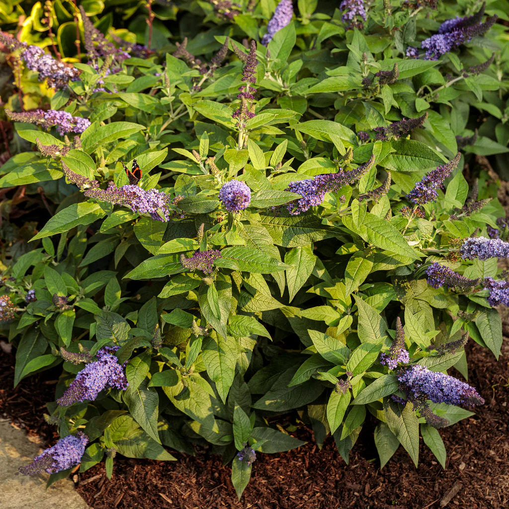 PUGSTER BLUE® Butterfly Bush | Proven Winners® - Image 4