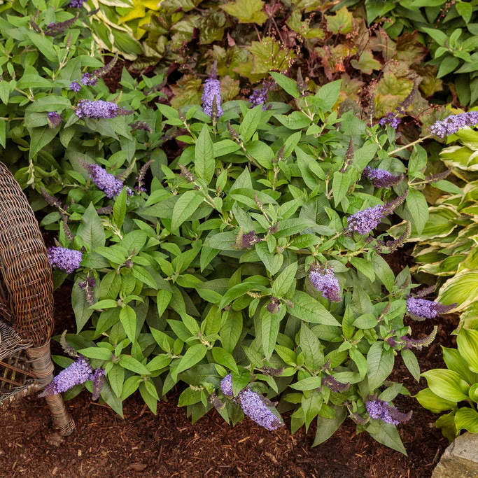 PUGSTER BLUE® Butterfly Bush | Proven Winners® - Image 5