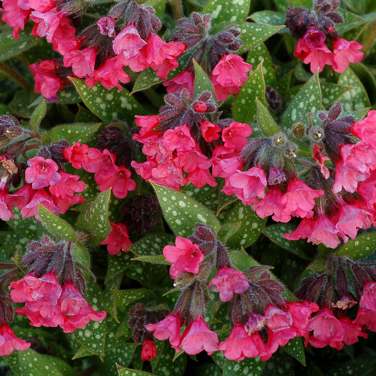‘Shrimps on the Barbie’ Pulmonaria | Creekside Champions™ - Image 3