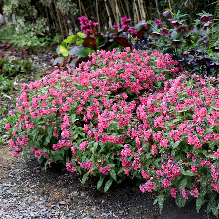 ‘Shrimps on the Barbie’ Pulmonaria | Creekside Champions™ - Image 4