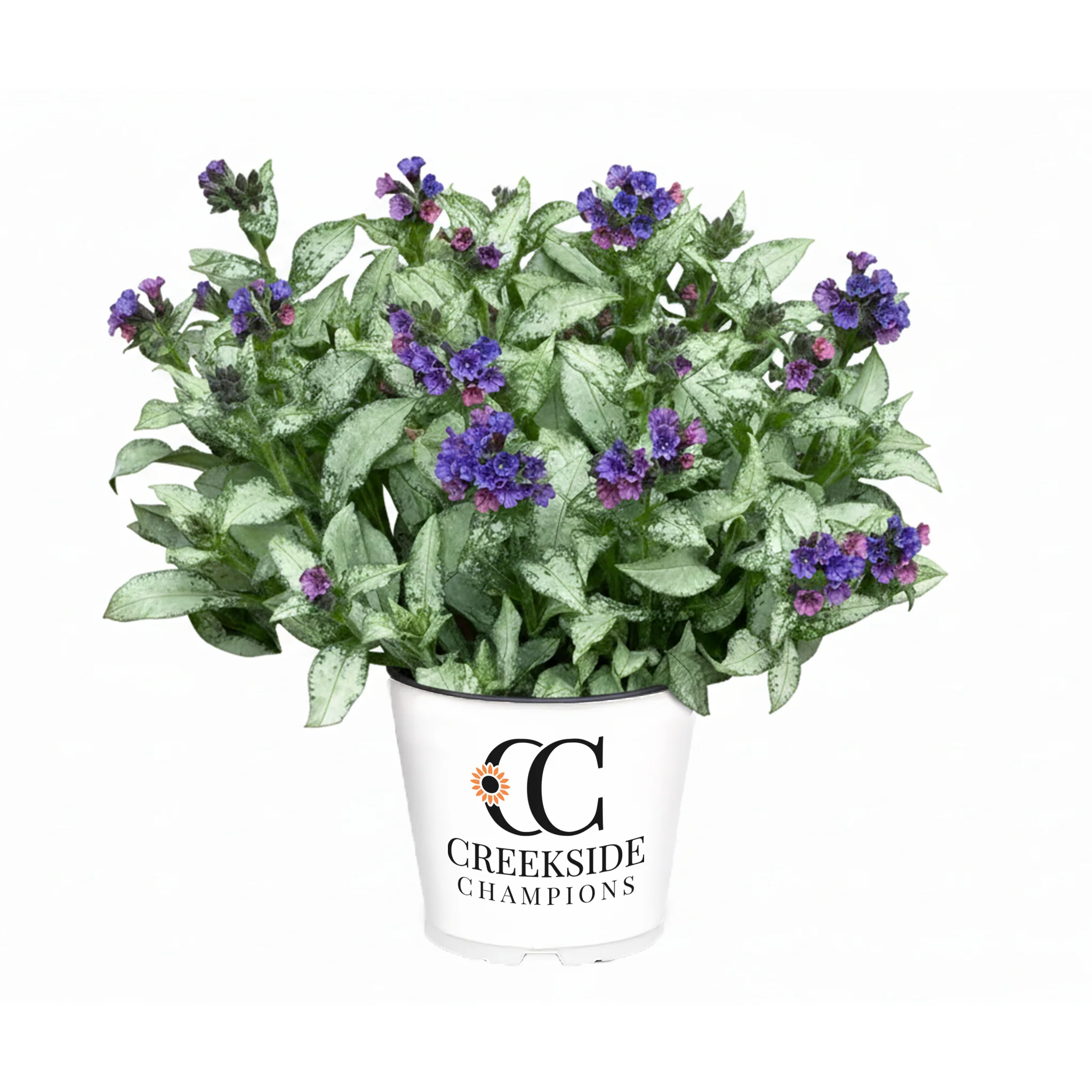 ‘Silver Scimitar’ Pulmonaria | Creekside Champions™