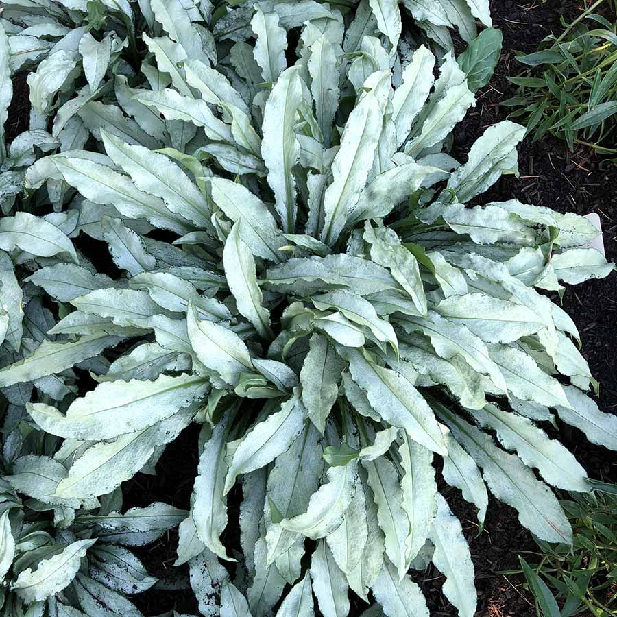 ‘Silver Scimitar’ Pulmonaria | Creekside Champions™ - Image 2