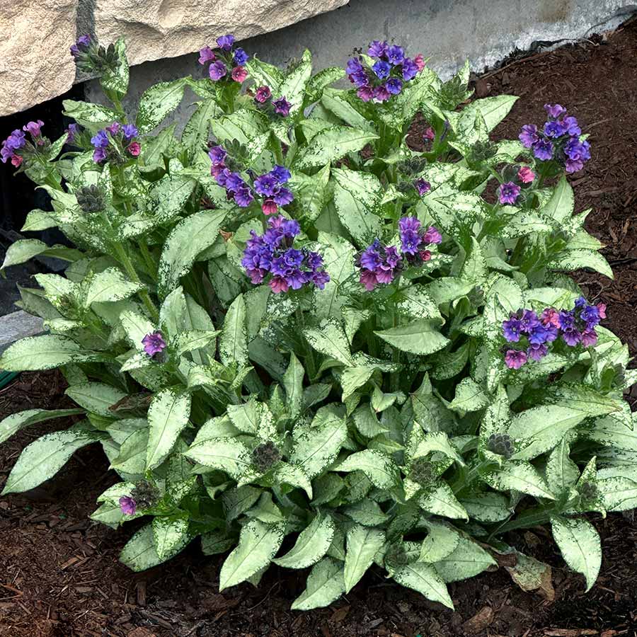 ‘Silver Scimitar’ Pulmonaria | Creekside Champions™ - Image 3